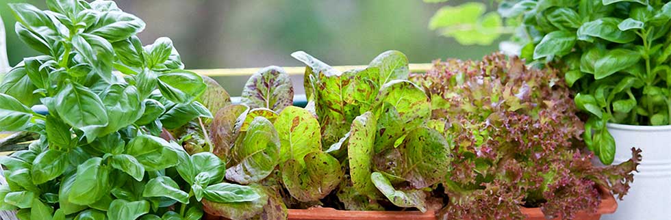 Gemüsegarten auf dem Balkon