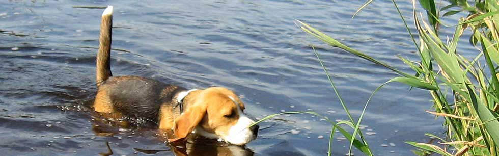 Beagle im Wasser