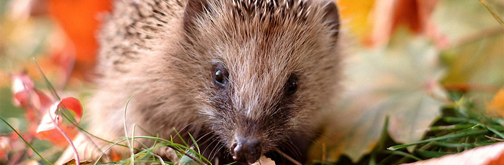 Igel auf Wohnungssuche