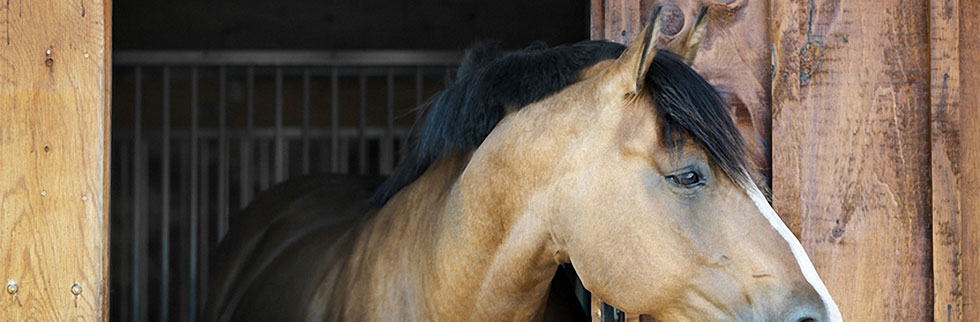 Stallsaison für Pferde