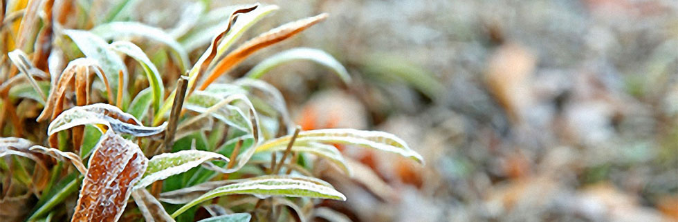 Der Garten im Winter