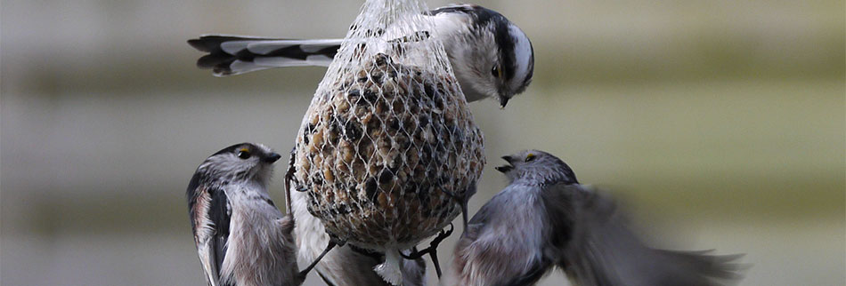 Wildvogelfütterung