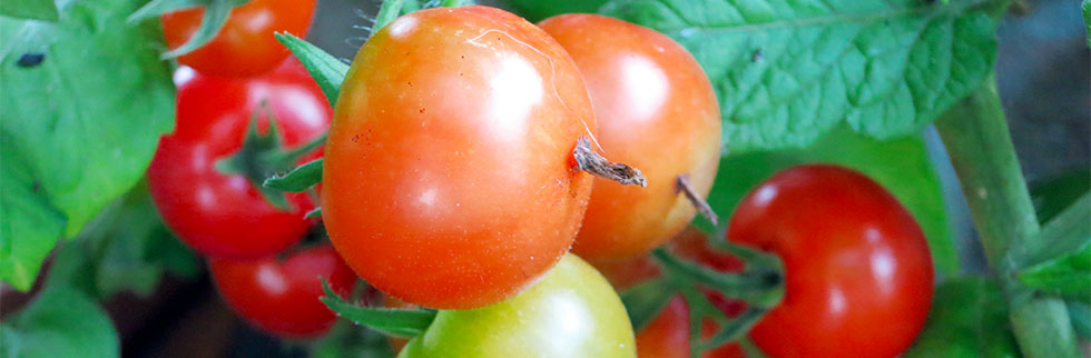 banner tomaten