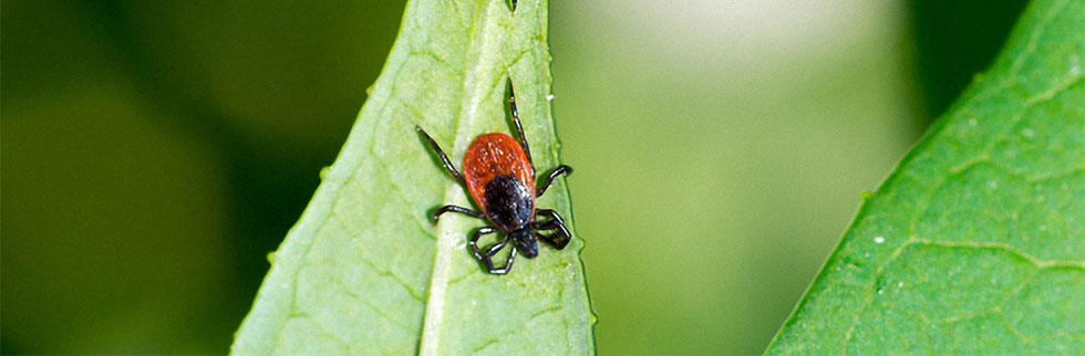 Zecken, gemeine Blutsauger am Wegesrand