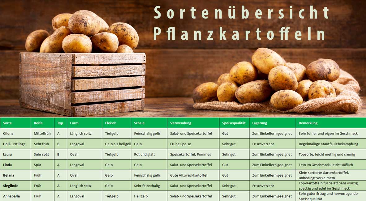 Sortenübersicht Pflanzkartoffeln