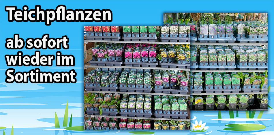 Teichpflanzen