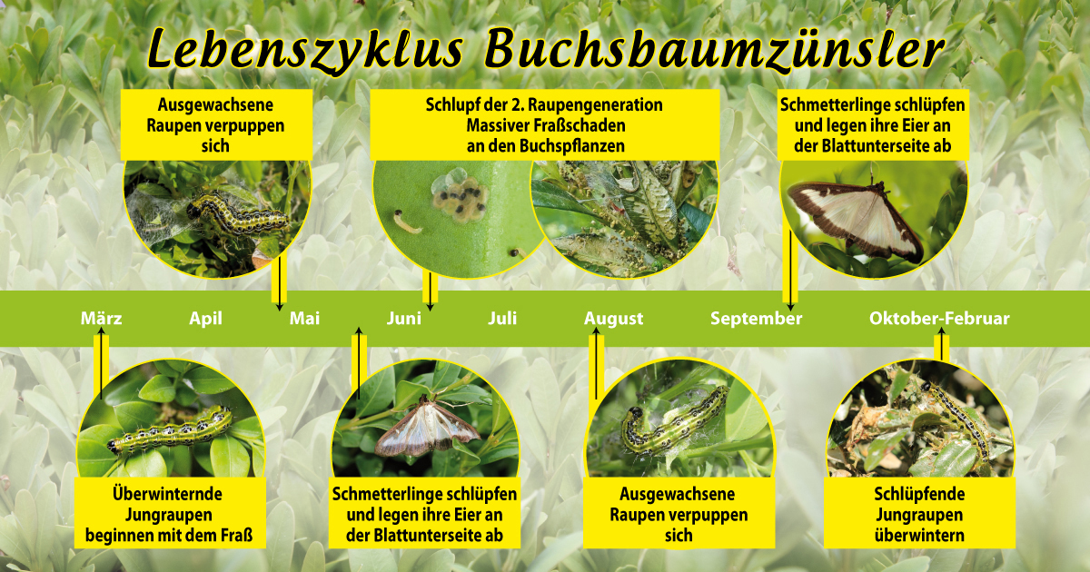 Unaufhörlich Verbrauch dunkel buchsbaumzünsler spritzen wie oft