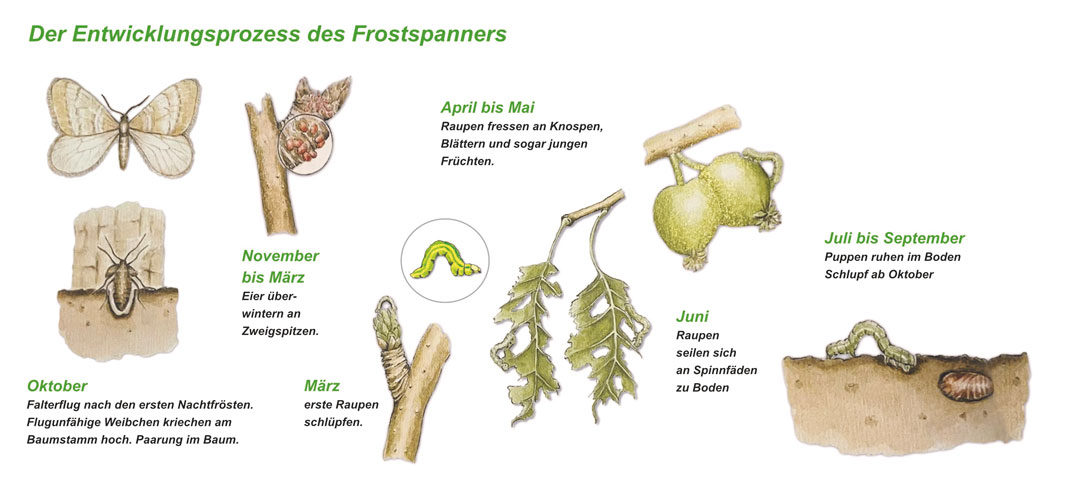 Frostspanner Lebenszyklus