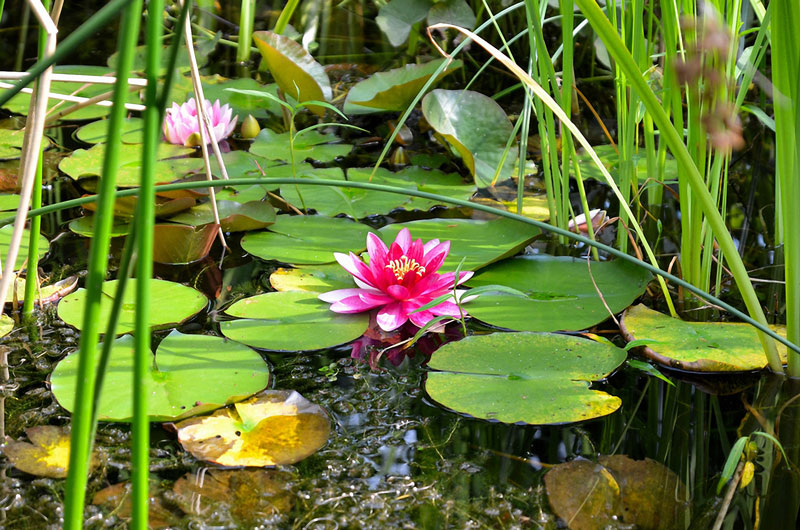 gartenteich