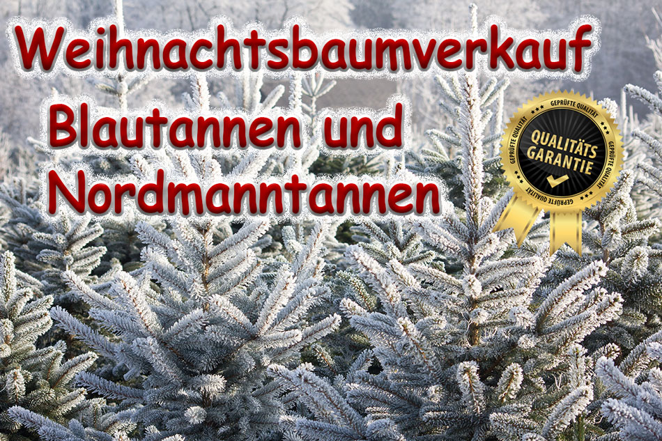 Weihnachtsbaumverkauf