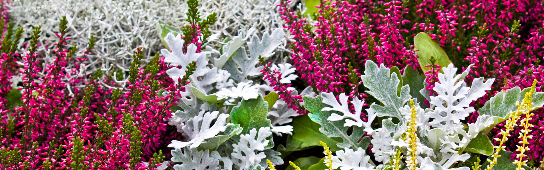 Herbstblumen