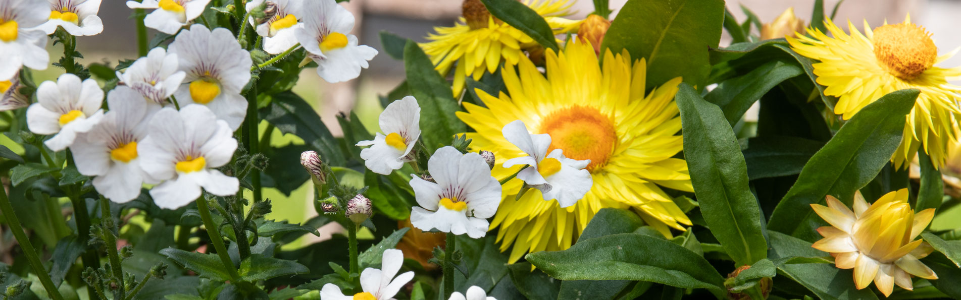 Sommerblumen