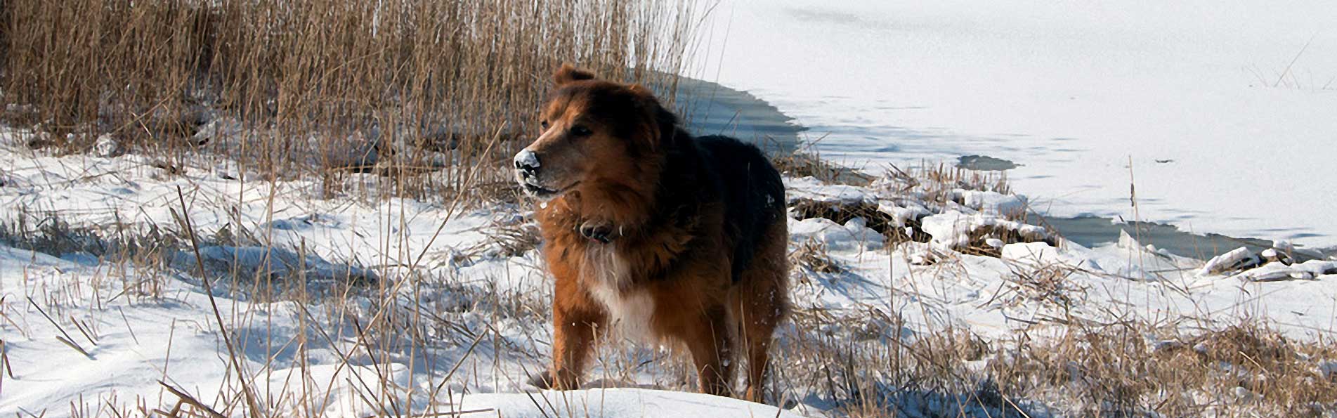 Hund spielt im Schnee