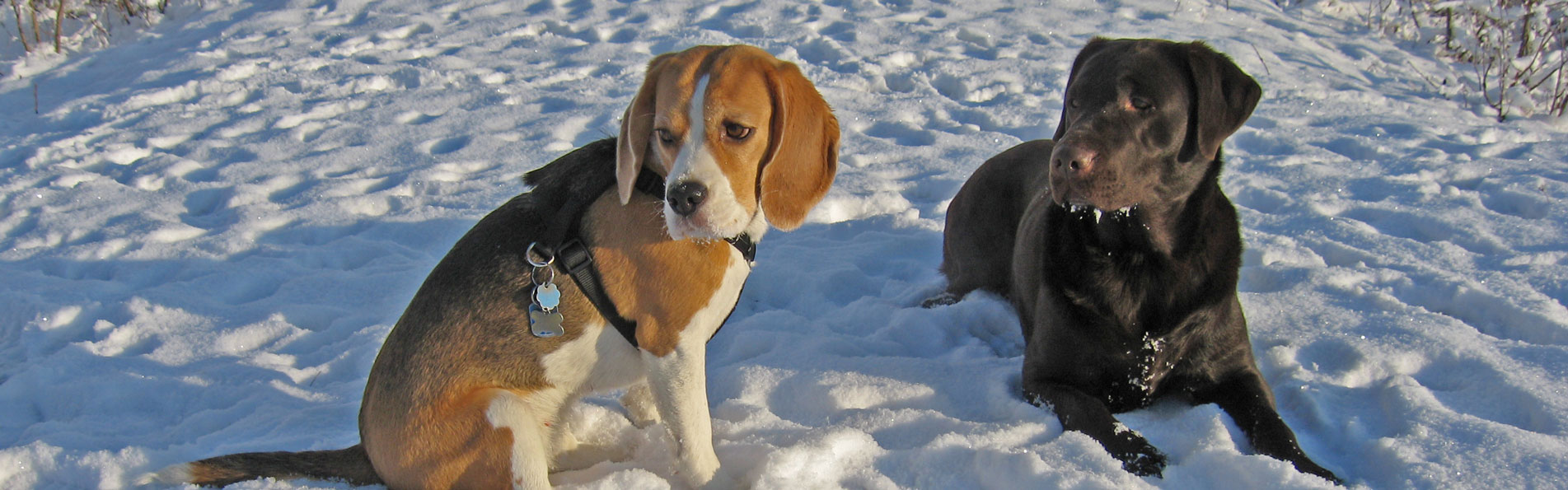 Hunde im Schnee