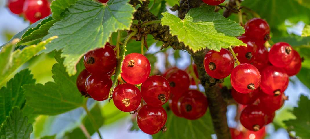 Rote Johannisbeeren