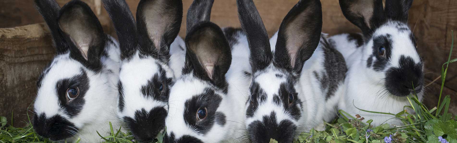 Stallkaninchen