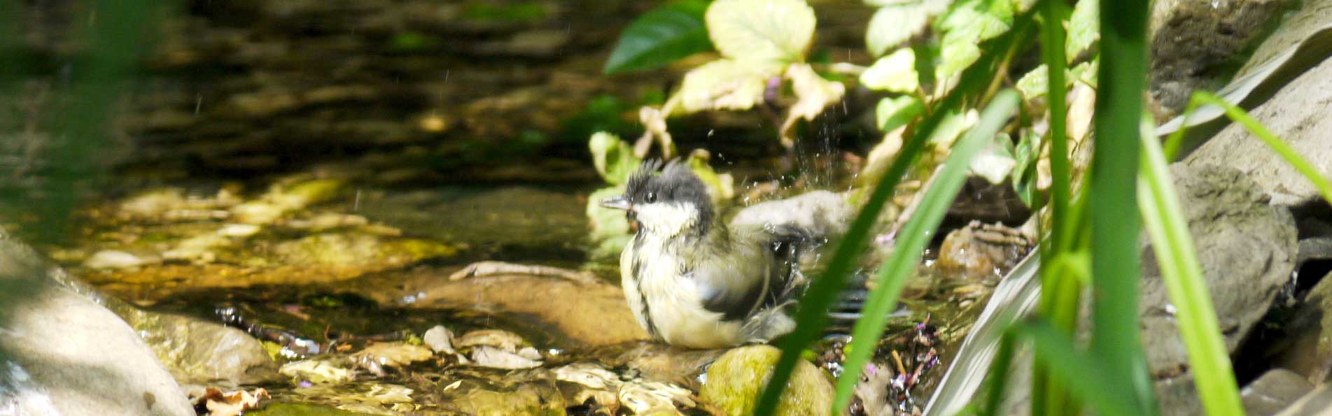 Meise badet