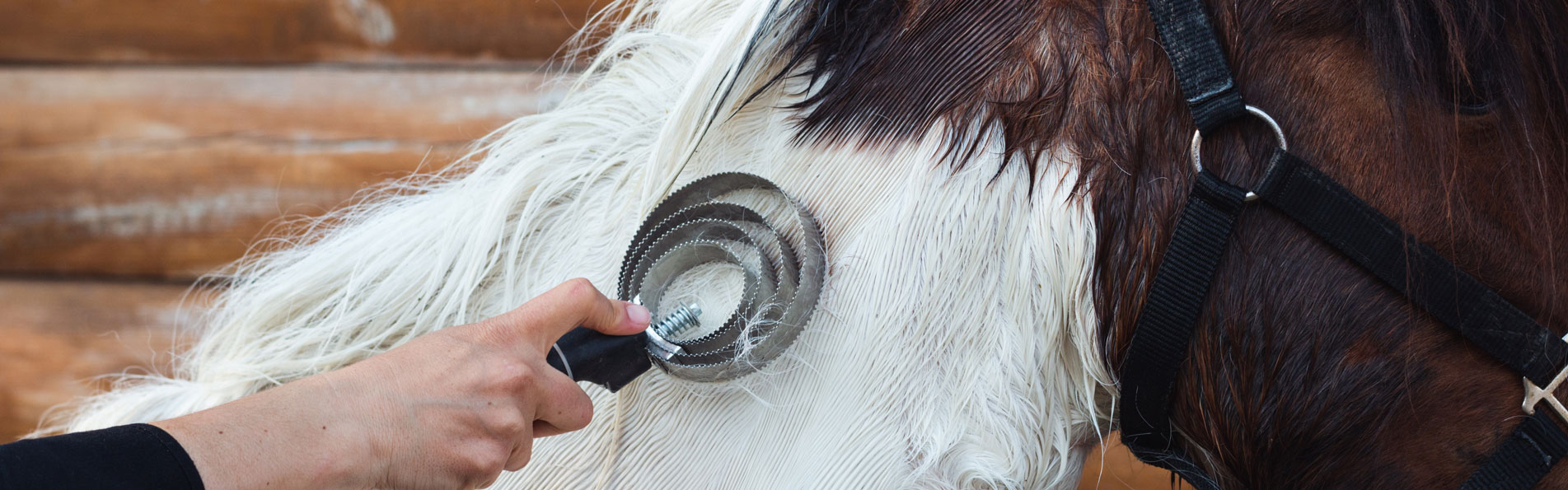 Pferd wird gebürstet