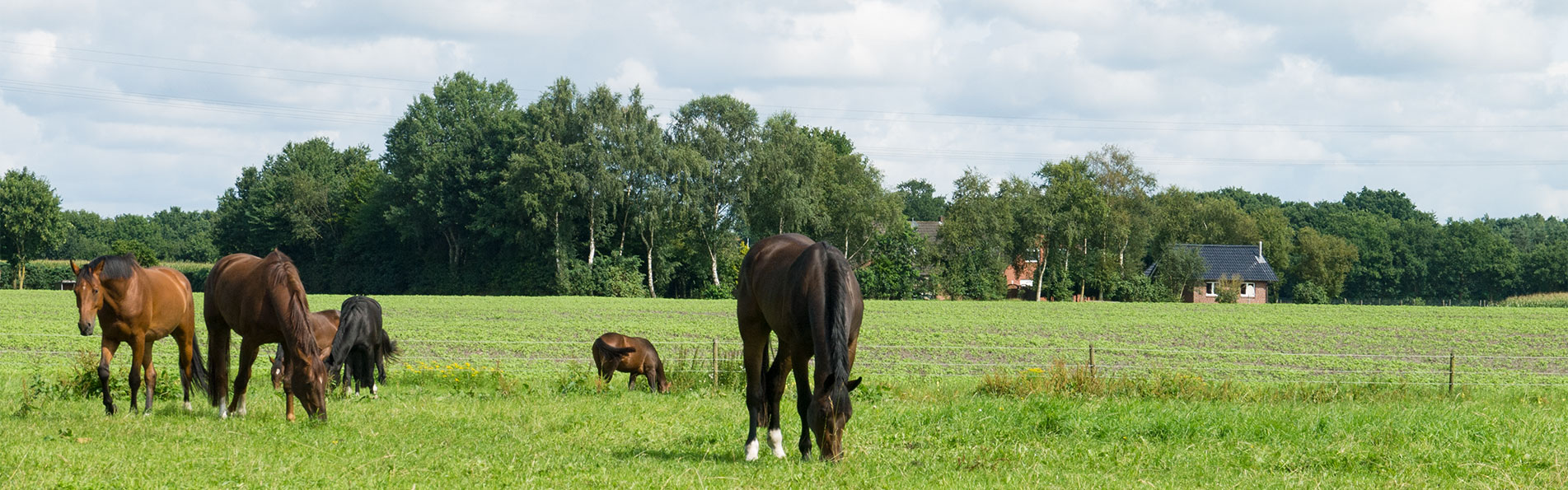 Weidesaison