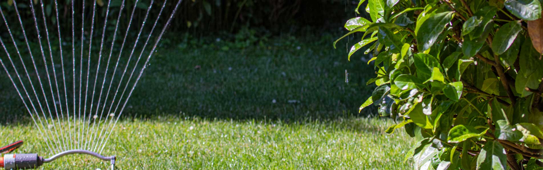 Rasensprinkler im Einsatz