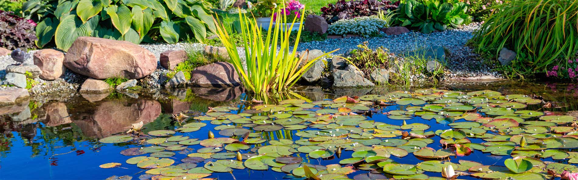 Gartenteich im Sommer