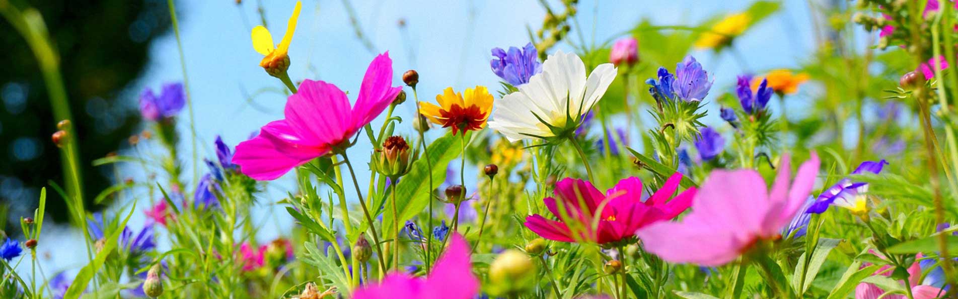 Wildblumen