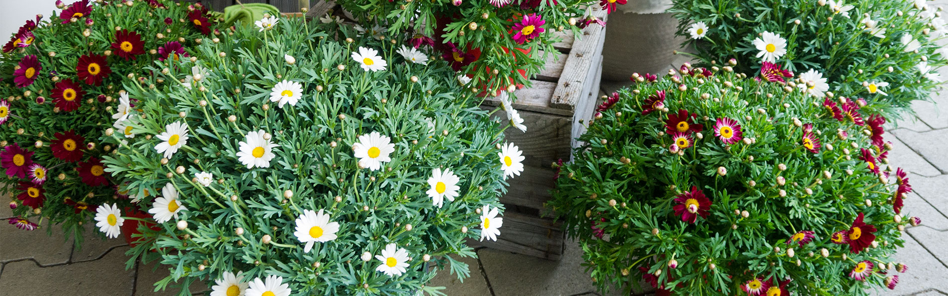Bunte Chrysanthemen